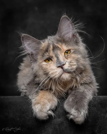 Американська єнотова кішка maine coon, позитивний інтернет-журнал (американська) Американська єнотова кішка maine coon, позитивний інтернет-журнал