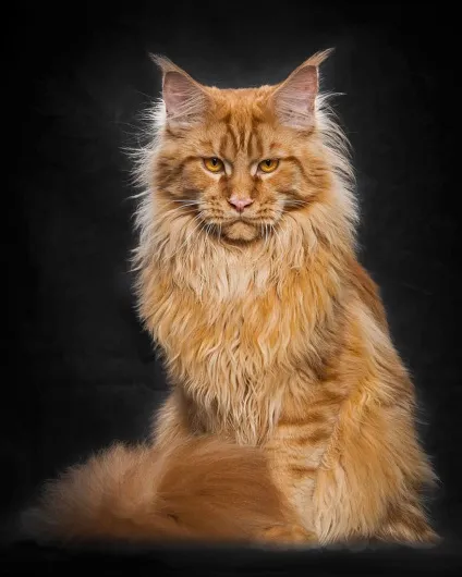 Американська єнотова кішка maine coon, позитивний інтернет-журнал (кішка) Американська єнотова кішка maine coon, позитивний інтернет-журнал