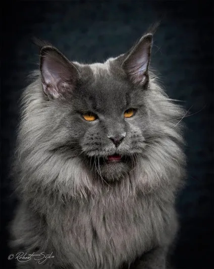Американська єнотова кішка maine coon, позитивний інтернет-журнал (кішка) Американська єнотова кішка maine coon, позитивний інтернет-журнал
