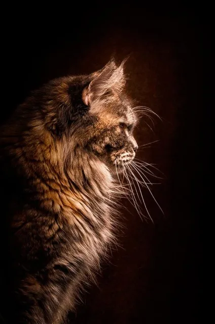 Американська єнотова кішка maine coon, позитивний інтернет-журнал (єнотова) Американська єнотова кішка maine coon, позитивний інтернет-журнал