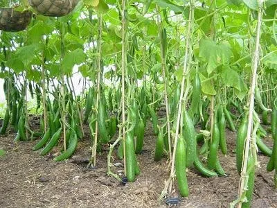 Як правильно обрізати огірки в теплиці (теплиці) Як правильно обрізати огірки в теплиці