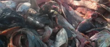Як правильно і швидко зробити компост на дачі своїми руками добрива (правильно) Як правильно і швидко зробити компост на дачі своїми руками добрива