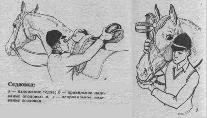 Як правильно сідлати коня (вищої школи верхової) Як правильно сідлати коня
