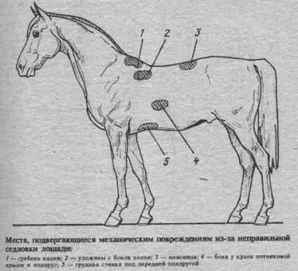 Як правильно сідлати коня (вищої школи верхової) Як правильно сідлати коня