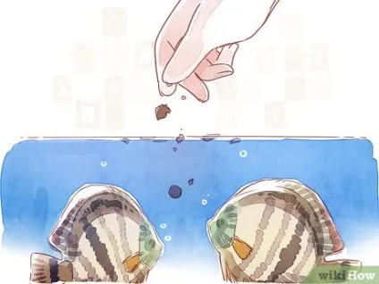 Як розводити дискус