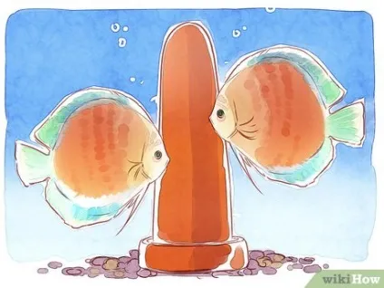 Як розводити дискус