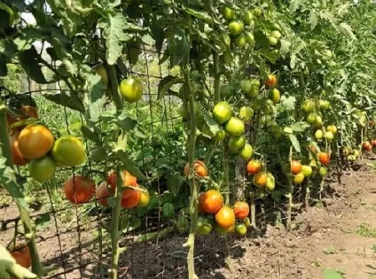 Як зробити шпалери для огірків і помідорів варіанти опор для овочів, будівництво та ремонт (зробити) Як зробити шпалери для огірків і помідорів варіанти опор для овочів, будівництво та ремонт