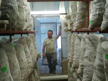 Як зробити міцелій гливи в домашніх умовах відео (зробити) Як зробити міцелій гливи в домашніх умовах відео
