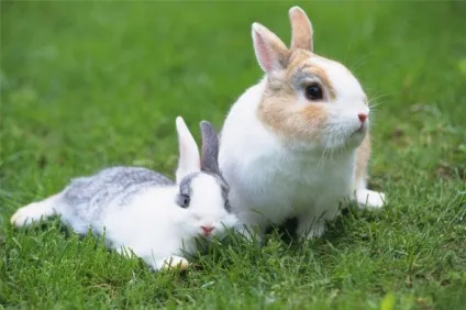 Як містити карликову ігрунка - купити карликову мавпочку - догляд і виховання (утримання игрунки в домашніх умовах) Як містити карликову ігрунка - купити карликову мавпочку - догляд і виховання