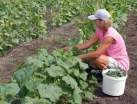Як поєднати сад і город, дача, аргументи і факти (город) Як поєднати сад і город, дача, аргументи і факти