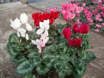 Як врятувати цикламен від загибелі - ми знаємо, як! (Цикламен) Як врятувати цикламен від загибелі - ми знаємо, як!