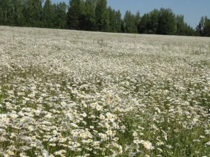 Як сплести вінок з ромашок на голову (ромашок) Як сплести вінок з ромашок на голову