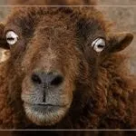 Як прибрати запах з м'яса свинини (прибрати) Як прибрати запах з м'яса свинини