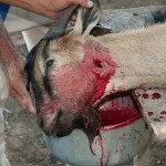 Як вбивати і обробляти козу на м'ясо відео (м'ясо) Як вбивати і обробляти козу на м'ясо відео