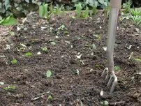 Як вилікувати хлороз овочевих культур, городник (садиба)