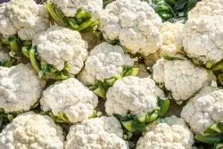 Як варити кольорову капусту (капусту) Як варити кольорову капусту