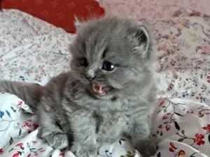 Як вас милий називає