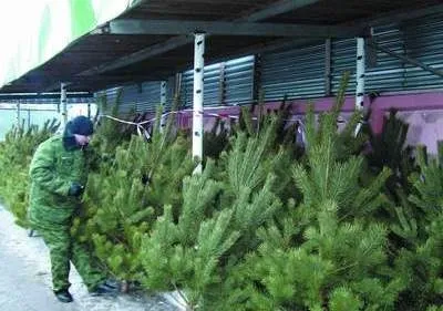 Як вибрати живу новорічну ялинку чи сосну (ялинку) Як вибрати живу новорічну ялинку чи сосну