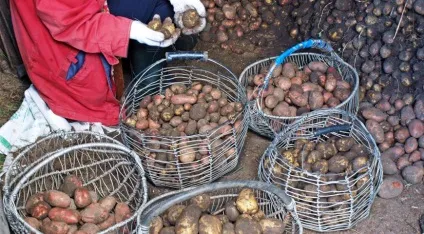Як викопувати і зберігати картоплю на (ділянка) Як викопувати і зберігати картоплю на