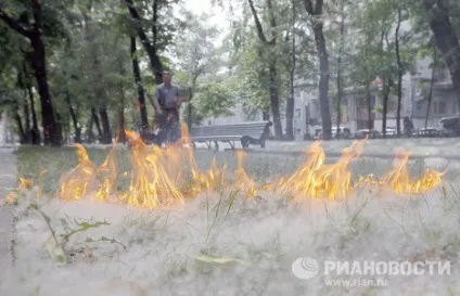 Як в городахУкаіни борються з тополиним пухом (вирубка тополь) Як в городахУкаіни борються з тополиним пухом