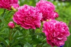 Як виростити баклажани сім секретів хорошого врожаю - (баклажани) Як виростити баклажани сім секретів хорошого врожаю -