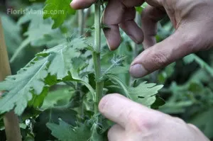 Як вирощувати хризантеми в теплиці і мати урожай круглий рік (вирощування хризантем теплиці) Як вирощувати хризантеми в теплиці і мати урожай круглий рік