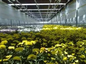 Як вирощувати хризантеми в теплиці і мати урожай круглий рік (вирощування хризантем теплиці) Як вирощувати хризантеми в теплиці і мати урожай круглий рік