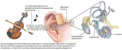 Як впливає звук і шум на організм людини (організм) Як впливає звук і шум на організм людини