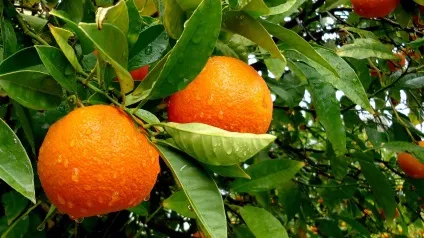 Як виростити лимонні, апельсинові і мандаринові дерева - 20 фото правильного догляду за ними (дерева) Як виростити лимонні, апельсинові і мандаринові дерева - 20 фото правильного догляду за ними