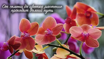 Як виростити орхідею з насіння в домашніх умовах (насіння) Як виростити орхідею з насіння в домашніх умовах