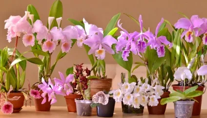 Як виростити орхідею з насіння в домашніх умовах (домашніх) Як виростити орхідею з насіння в домашніх умовах