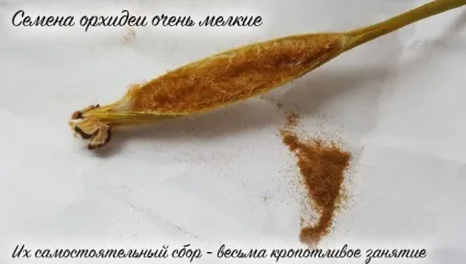 Як виростити орхідею з насіння в домашніх умовах (умовах) Як виростити орхідею з насіння в домашніх умовах