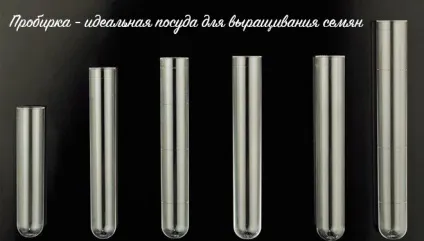 Як виростити орхідею з насіння в домашніх умовах (насіння) Як виростити орхідею з насіння в домашніх умовах