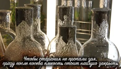 Як виростити орхідею з насіння в домашніх умовах (насіння) Як виростити орхідею з насіння в домашніх умовах