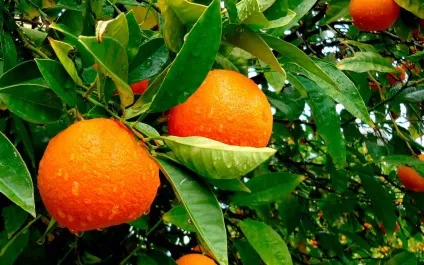 Як виростити лимонні, апельсинові і мандаринові дерева - 20 фото правильного догляду за ними (апельсинові) Як виростити лимонні, апельсинові і мандаринові дерева - 20 фото правильного догляду за ними