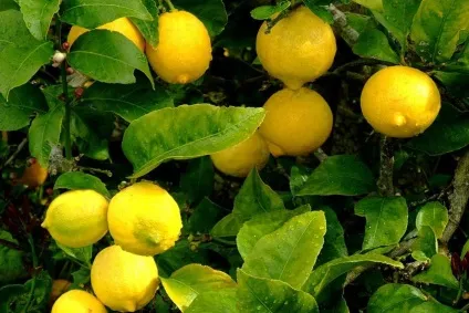 Як виростити лимонні, апельсинові і мандаринові дерева - 20 фото правильного догляду за ними (мандаринові) Як виростити лимонні, апельсинові і мандаринові дерева - 20 фото правильного догляду за ними