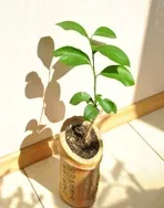Апельсин кімнатний - citrus sinensis