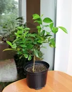 Апельсин кімнатний - citrus sinensis