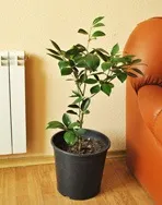 Апельсин кімнатний - citrus sinensis
