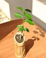 Апельсин кімнатний - citrus sinensis