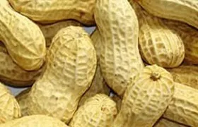 Арахіс - з сімейства бобових, корисна рослина (арахіс) Арахіс - з сімейства бобових, корисна рослина