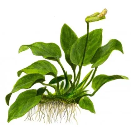 Анубиас зміст опис фото розмноження види, акваріумні рибки (розмноження) Анубиас зміст опис фото розмноження види, акваріумні рибки