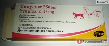 Антибіотик pfizer cінулокс - «у нашій кішки виявився трахеїт, але ми впоралися з ним! », Відгуки