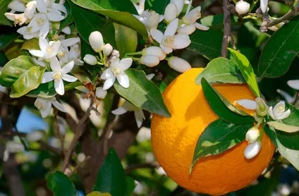 Апельсин кімнатний - citrus sinensis