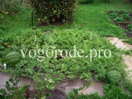 Кавуни в подмосковье в відкритому грунті, щеплення кавуна на лагенарії (кавуни) Кавуни в подмосковье в відкритому грунті, щеплення кавуна на лагенарії