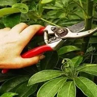 Кальцинована сода застосування в городі (городі) Кальцинована сода застосування в городі