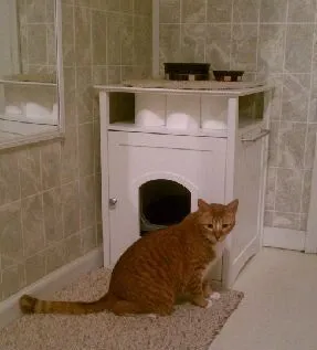 Як замаскувати котячий туалет в будинку (котячий) Як замаскувати котячий туалет в будинку