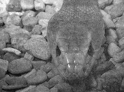 Як змія змінює шкіру