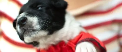 Як піклуватися про щеня з перших днів перебування в будинку, ти не одна (материнство) Як піклуватися про щеня з перших днів перебування в будинку, ти не одна