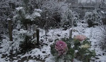 капуста декоративна